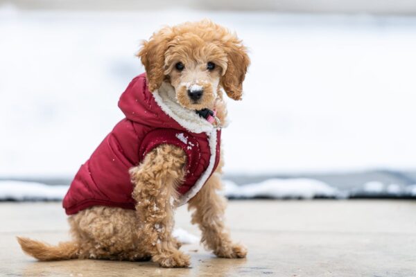 dog sneakers pic